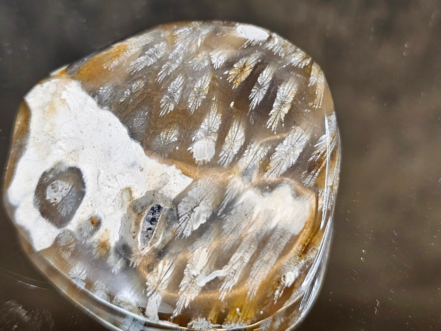 Rare Agate Coral Crystal Fossil  - UK   (#9)