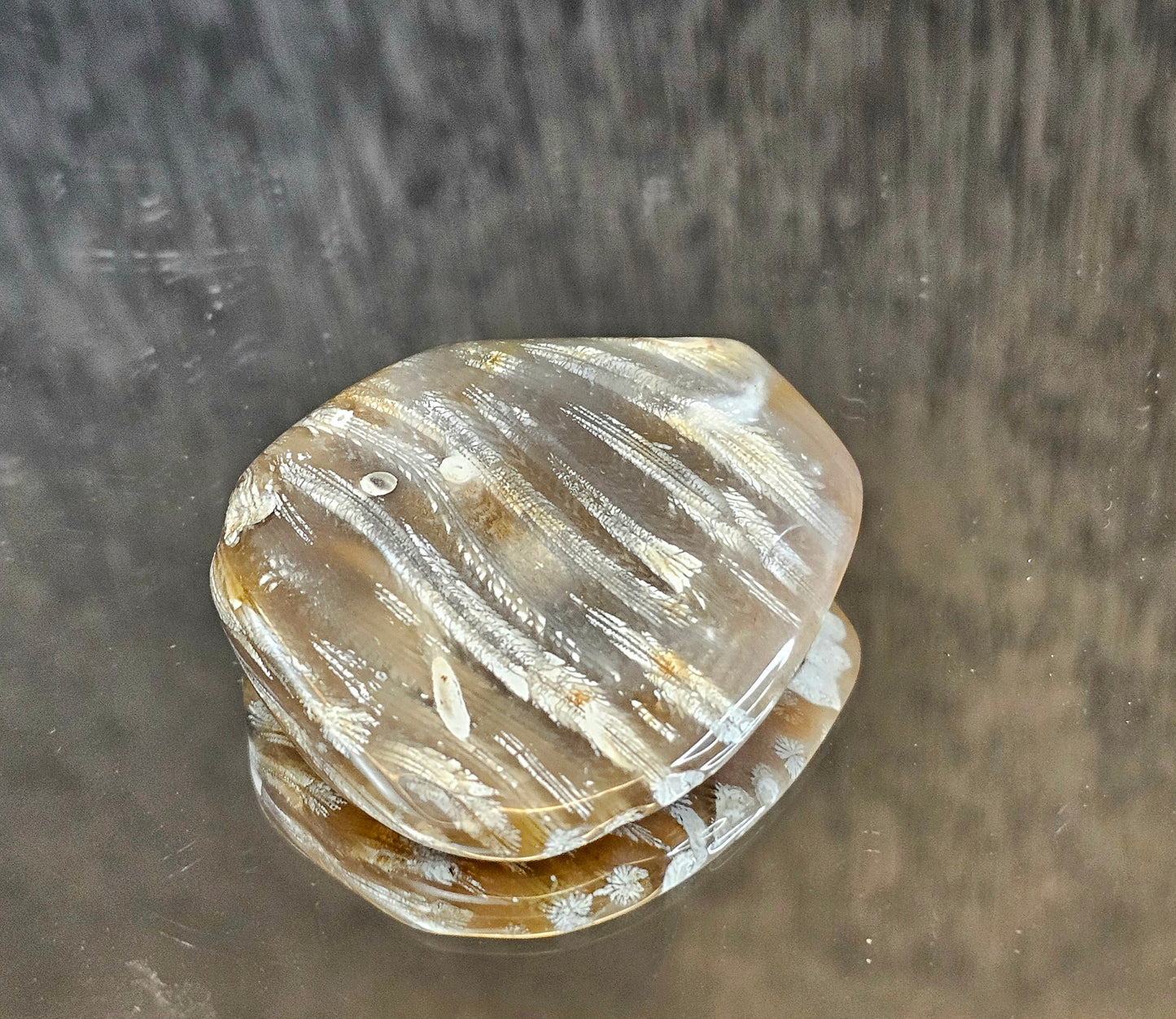 Rare Agate Coral Crystal Fossil  - UK   (#9)