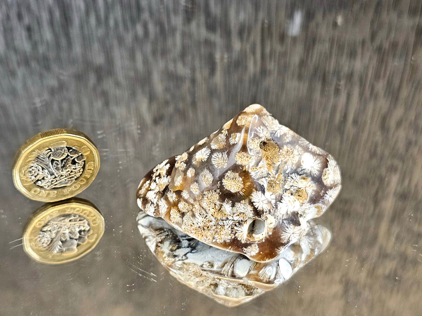 Rare Agate Coral Crystal Fossil - UK   (#10)