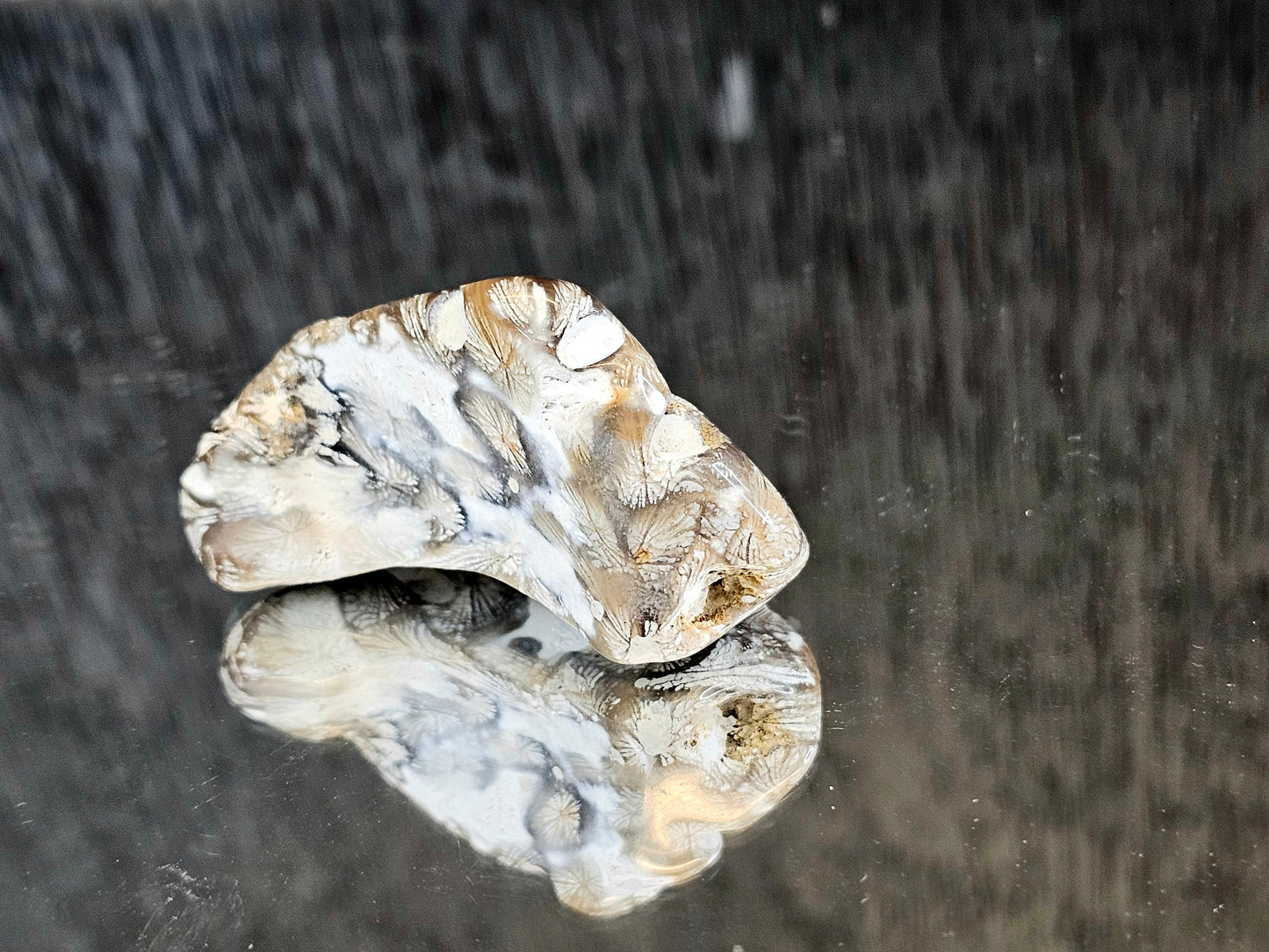 Rare Agate Coral Crystal Fossil - UK   (#10)