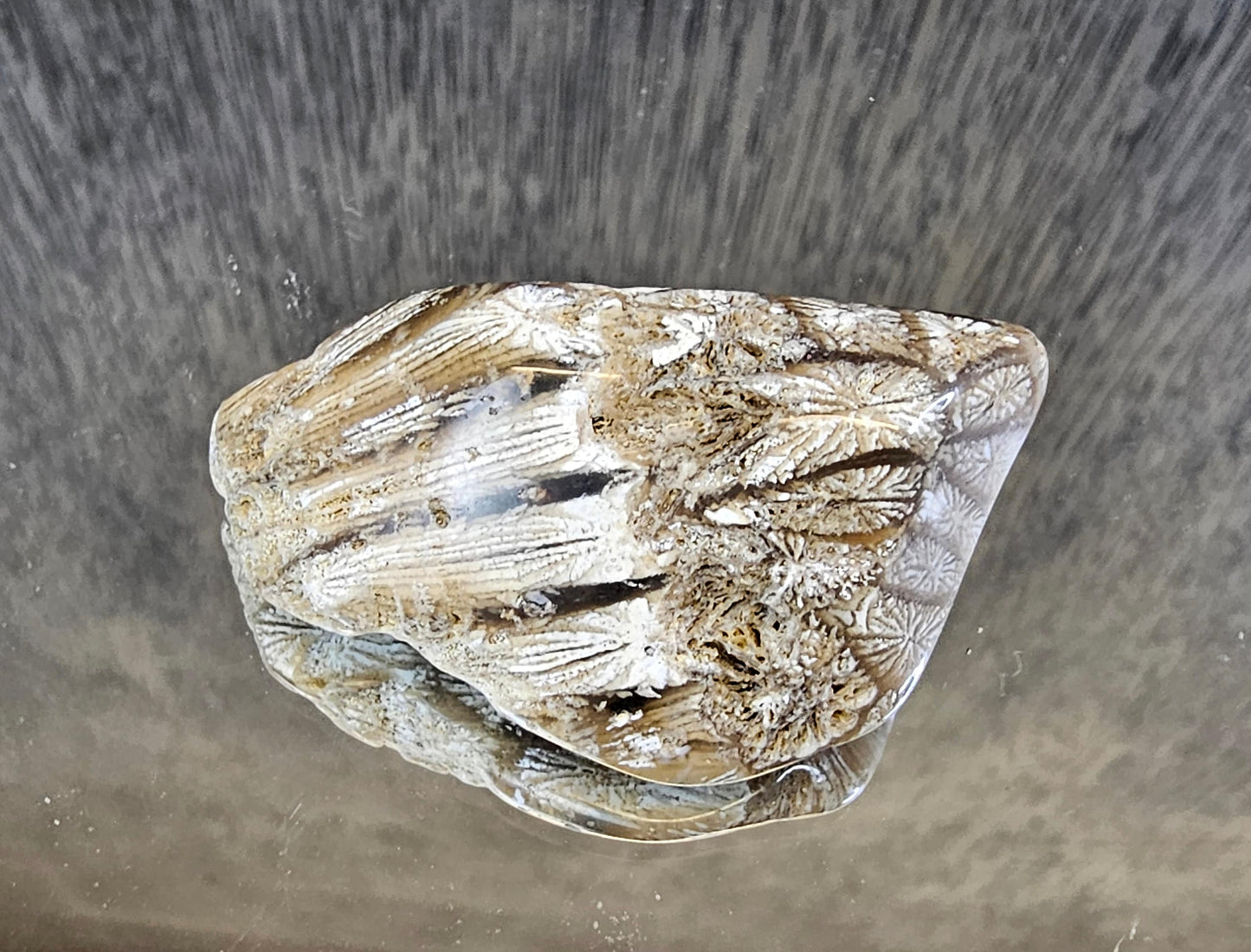 Rare Agate Coral Crystal Fossil - UK   (#7)