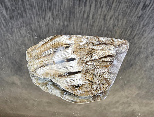 Rare Agate Coral Crystal Fossil - UK   (#7)