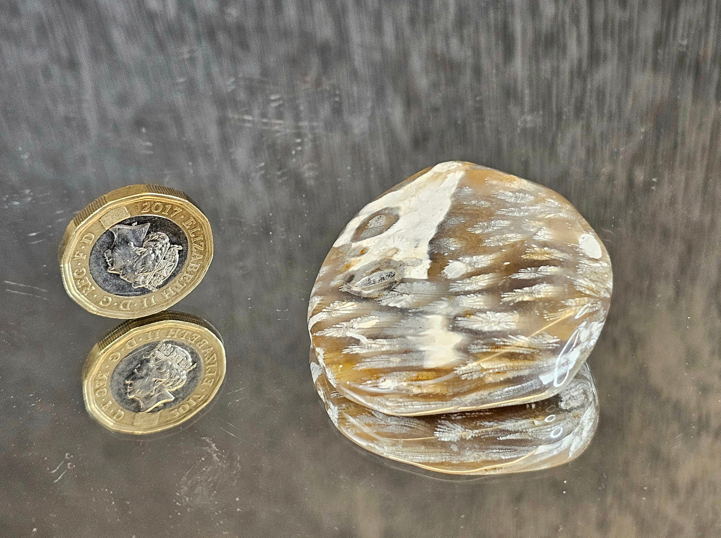 Rare Agate Coral Crystal Fossil  - UK   (#9)
