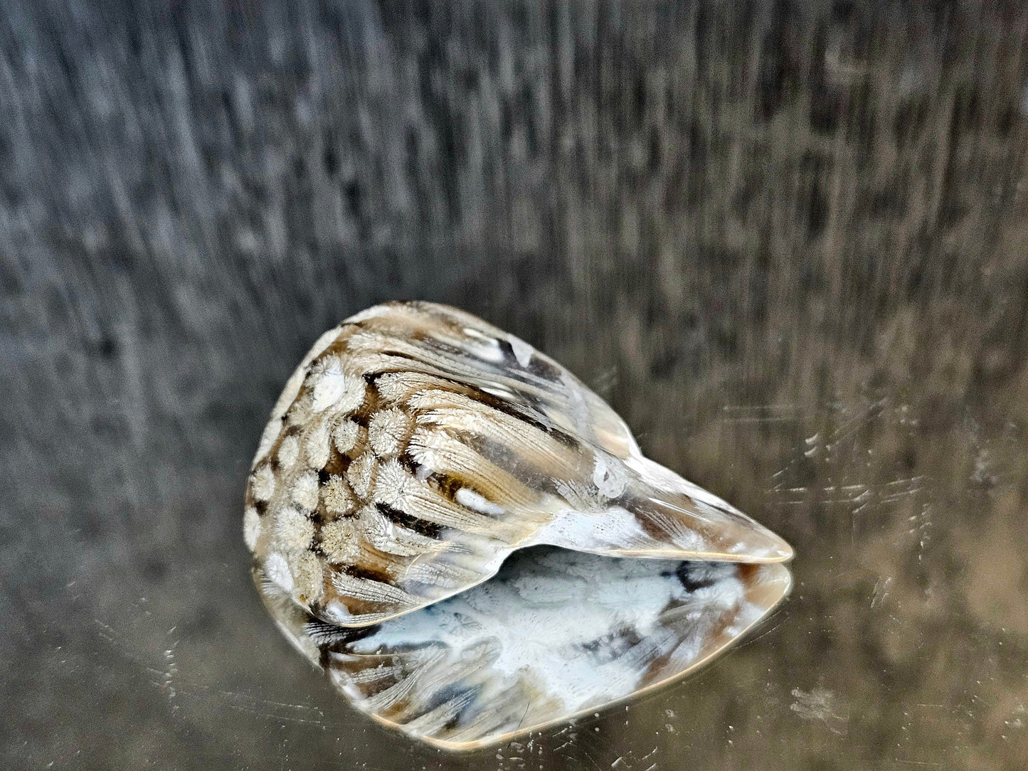 Rare Agate Coral Crystal Fossil - UK   (#5)