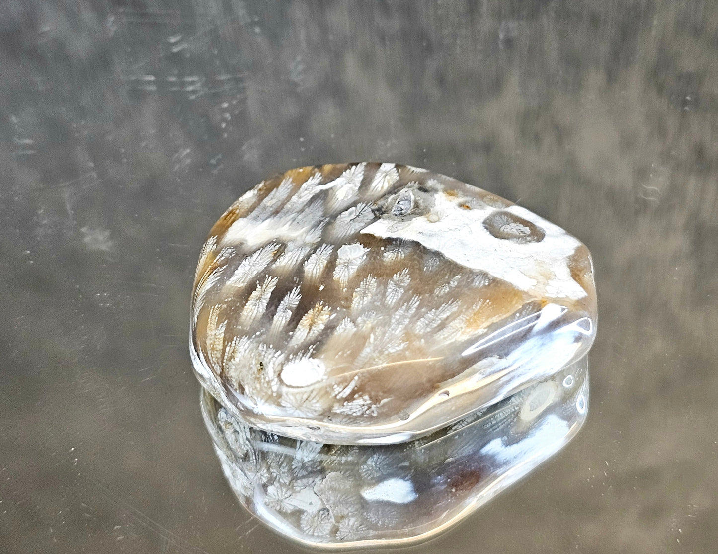 Rare Agate Coral Crystal Fossil  - UK   (#9)