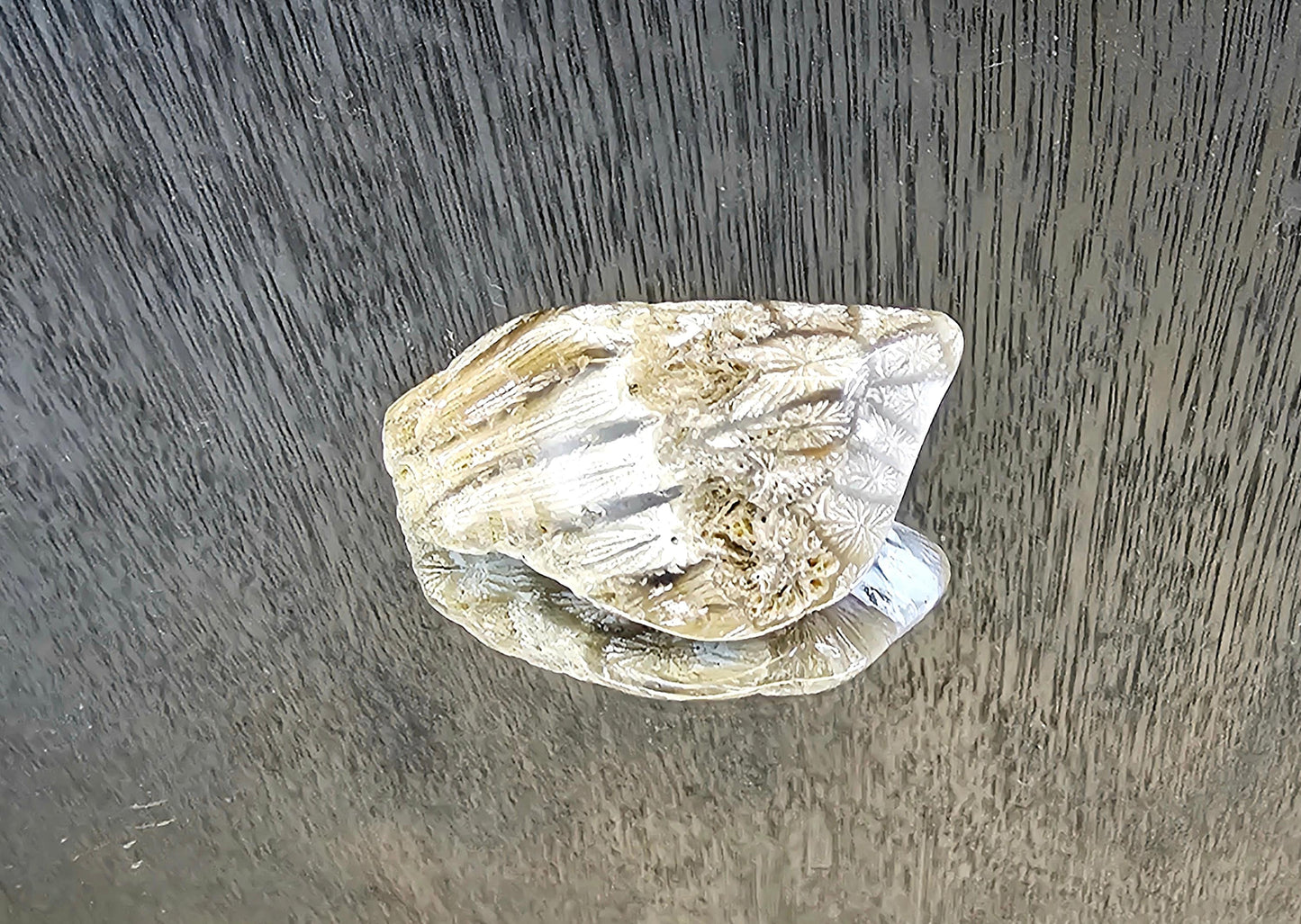 Rare Agate Coral Crystal Fossil - UK   (#7)