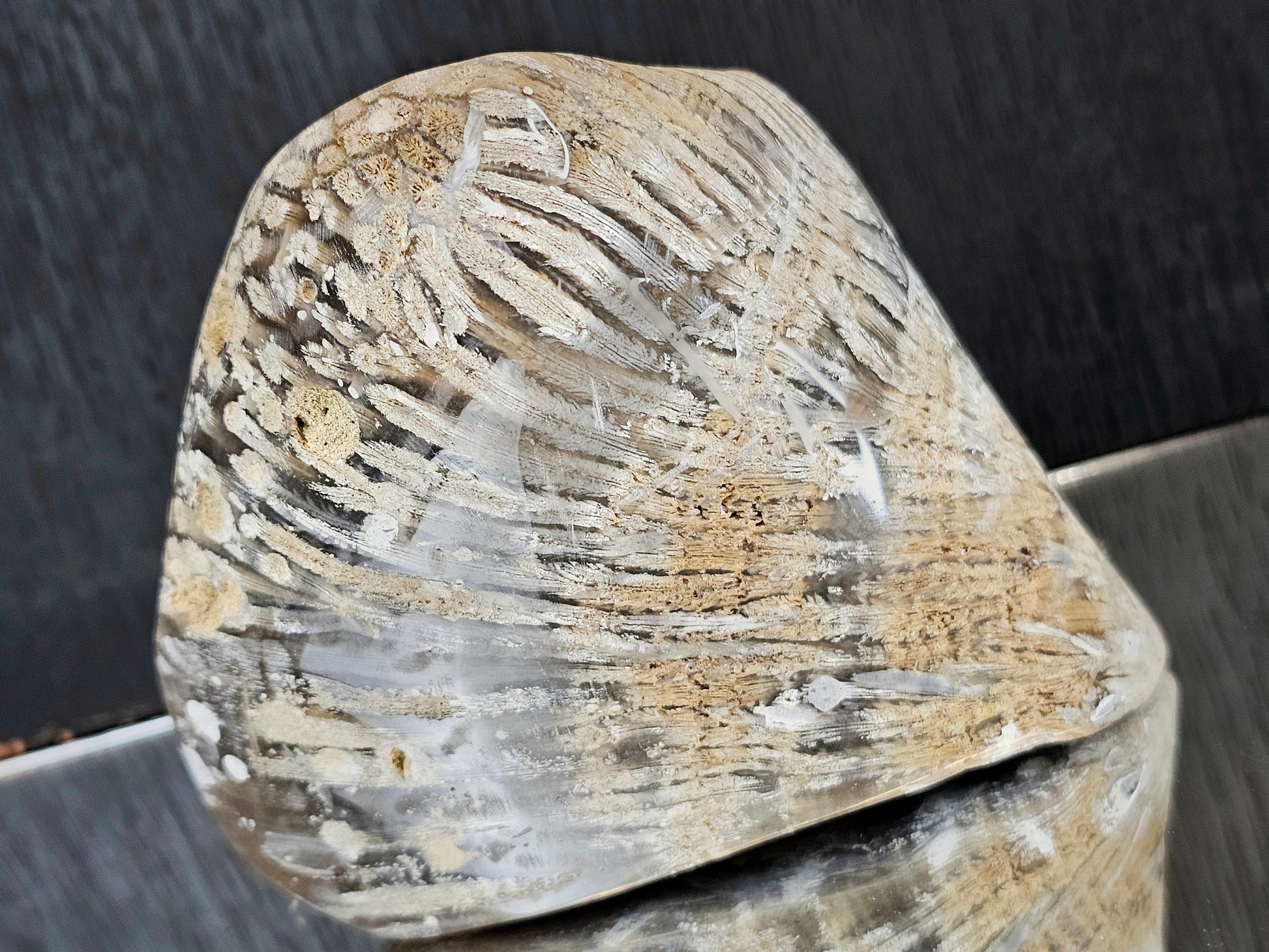 Large Rare Agatised Crystal Fossil Coral, Known locally as Wiltshire / Tisbury Starstone.