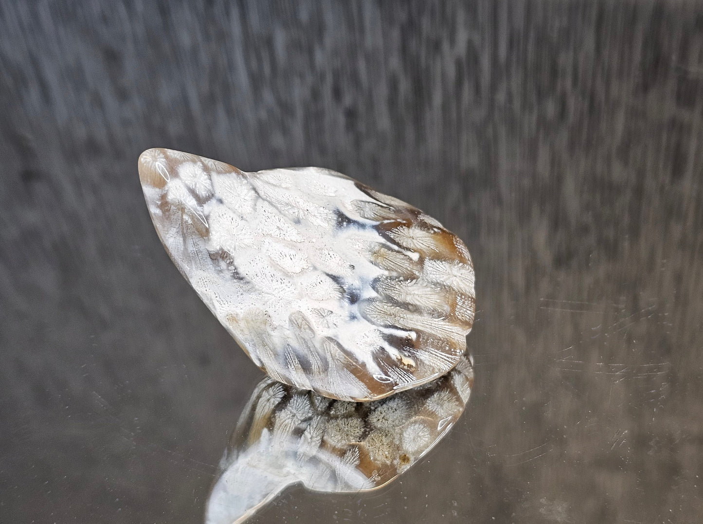 Rare Agate Coral Crystal Fossil - UK   (#5)