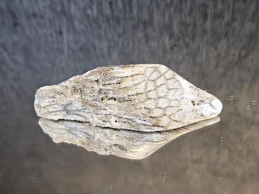 Rare Agate Coral Crystal Fossil - UK   (#2)