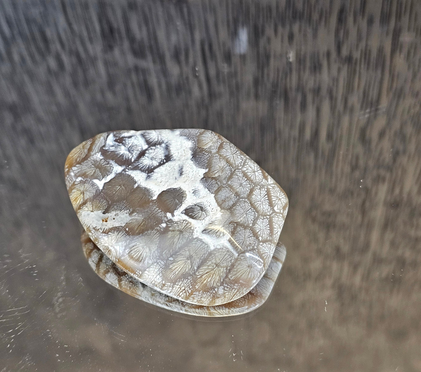 Rare Agate Coral Crystal Fossil - UK   (#3)