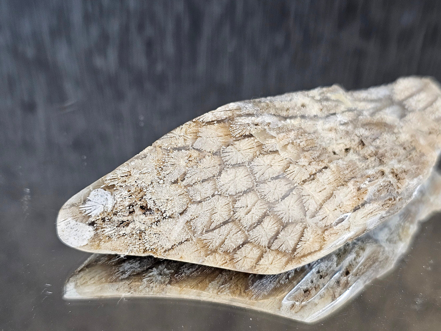 Rare Agate Coral Crystal Fossil - UK   (#2)