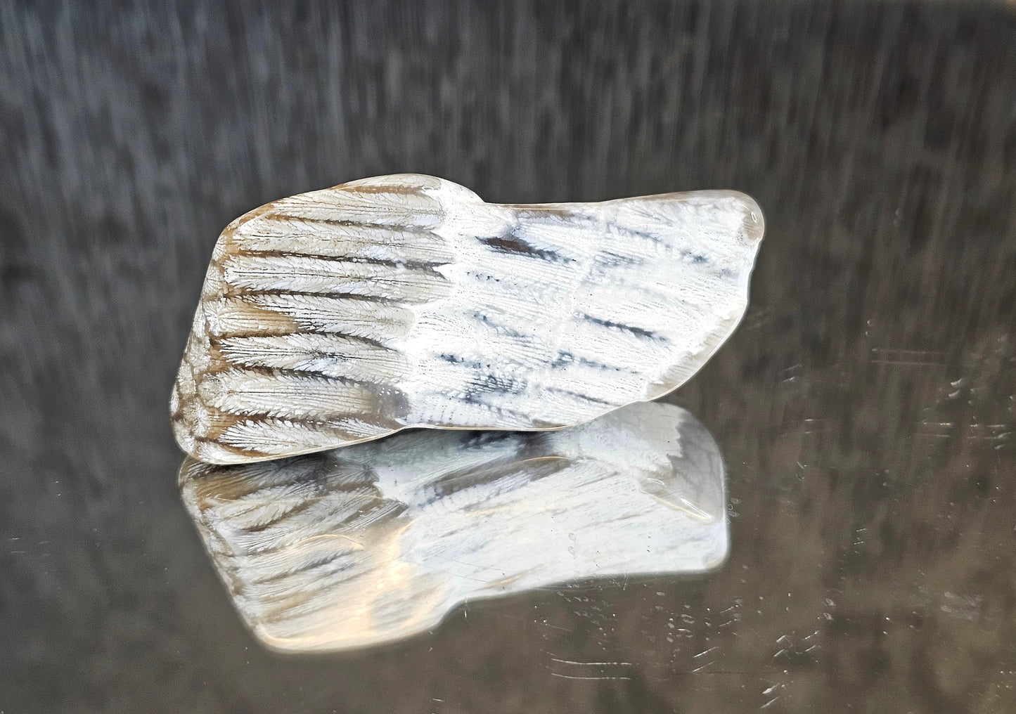 Rare Agate Coral Crystal Fossil - UK   (#1)