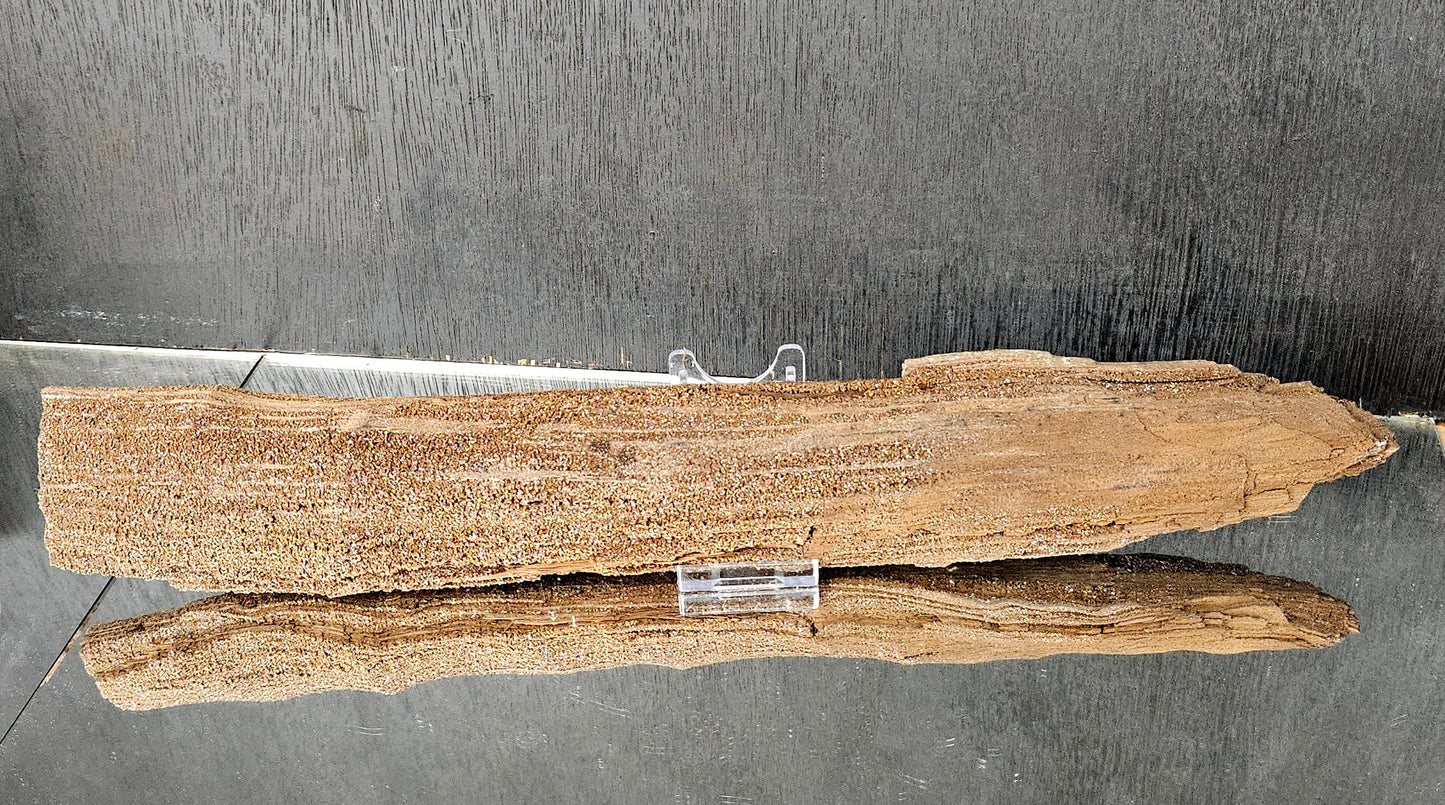 Fossil Wood Quartz Crystal Druze Rare Petrified Wood Germany (#7)