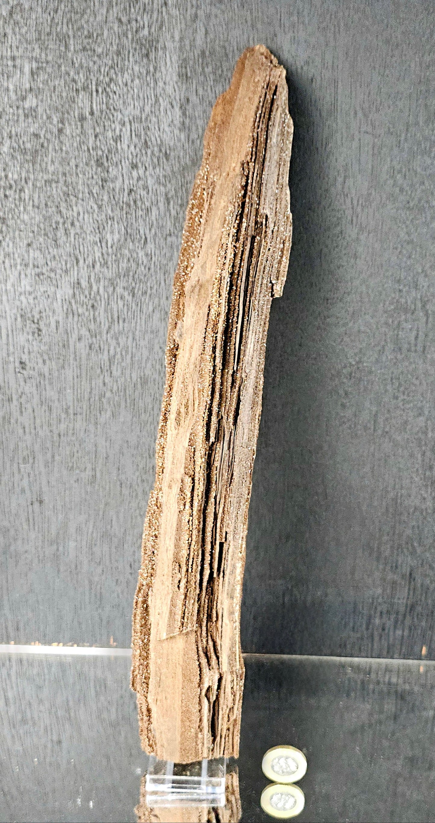 Fossil Wood Quartz Crystal Druze Rare Petrified Wood Germany (#7)