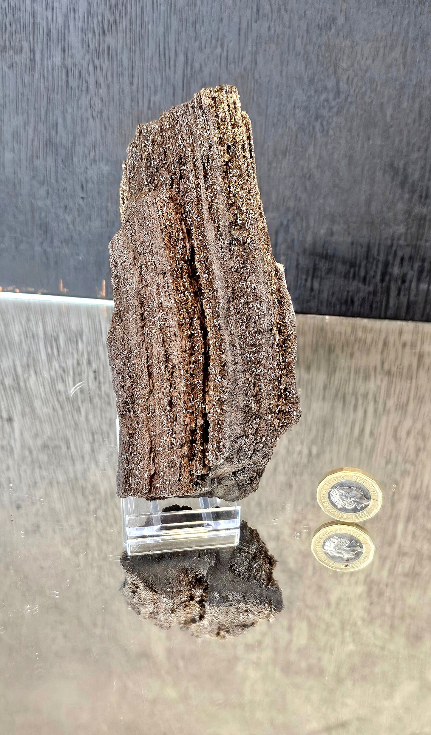 Fossil Wood Quartz Crystal Druze Rare Petrified Wood Germany (#2)