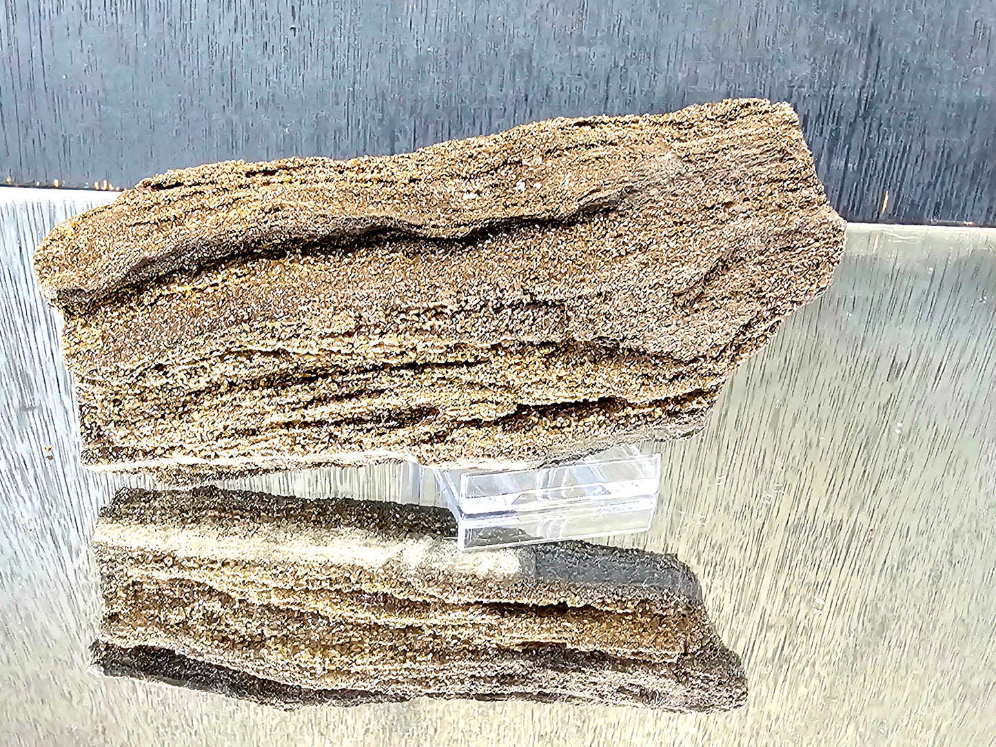 Fossil Wood Quartz Crystal Druze Rare Petrified Wood Germany (#2)