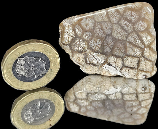 Rare Agate Coral Crystal Fossil - UK Cabochon  (#18)