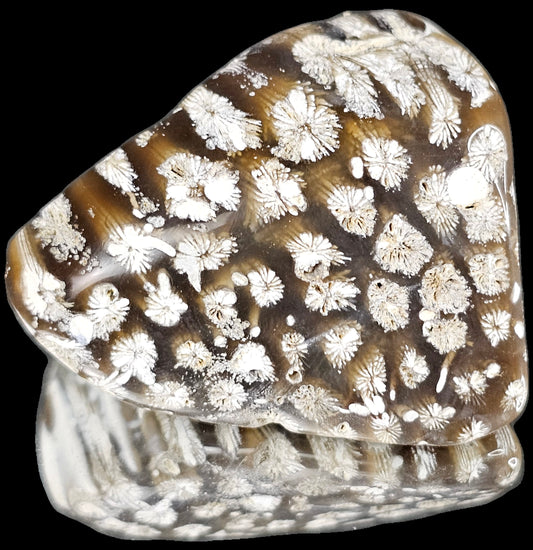 Rare Agate Coral Crystal Fossil - UK tumblestone  (#19)