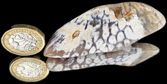 Rare Agate Coral Crystal Fossil - UK Tumblestone  (#14)