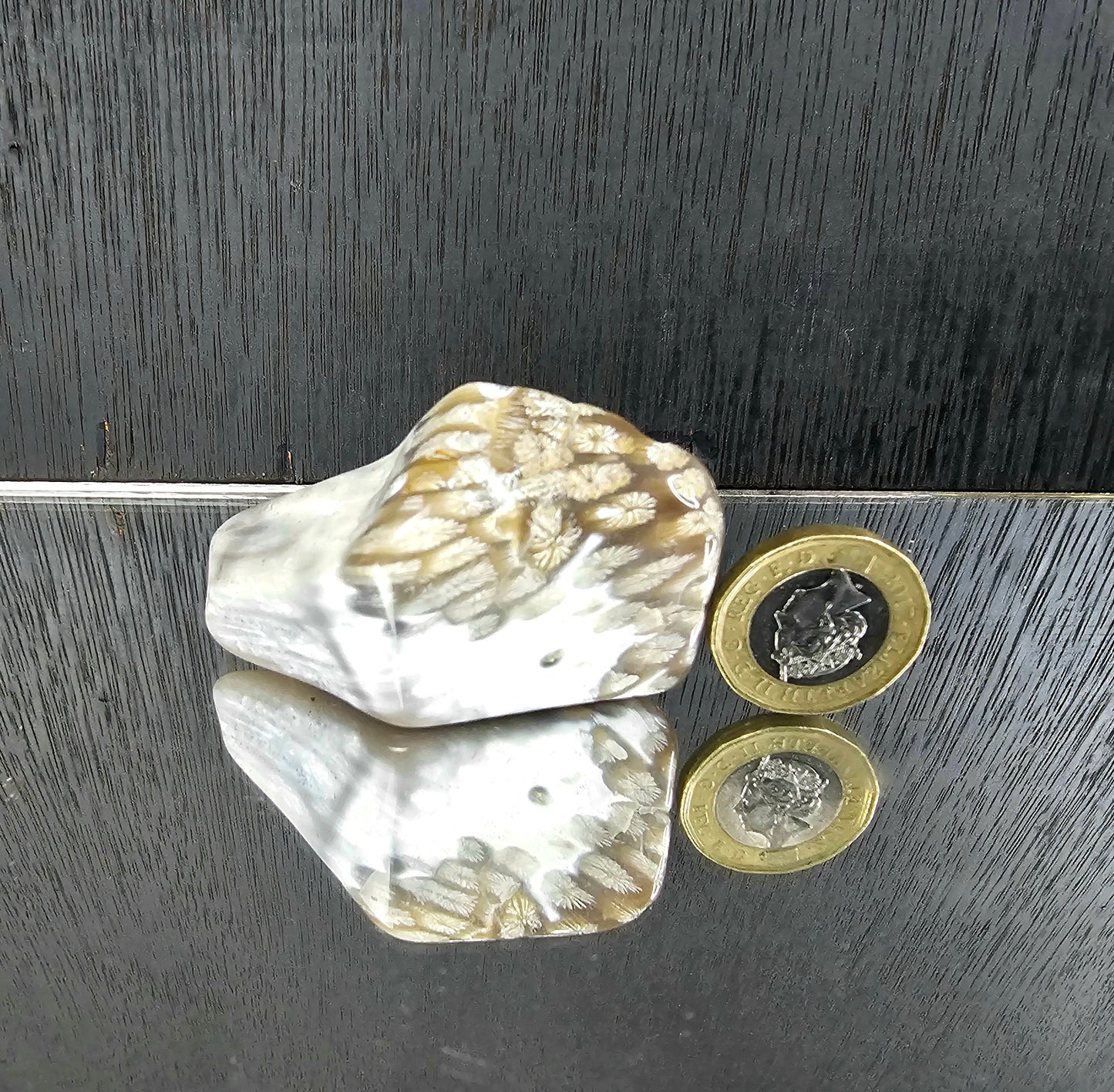 Rare Agate Coral Crystal Fossil - UK   (#11)