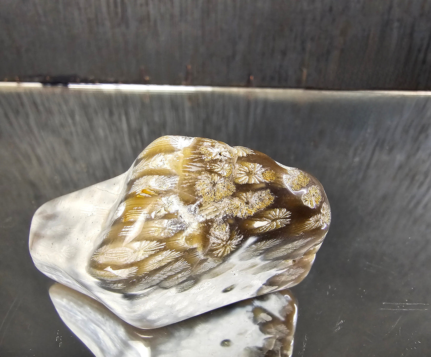 Rare Agate Coral Crystal Fossil - UK   (#11)