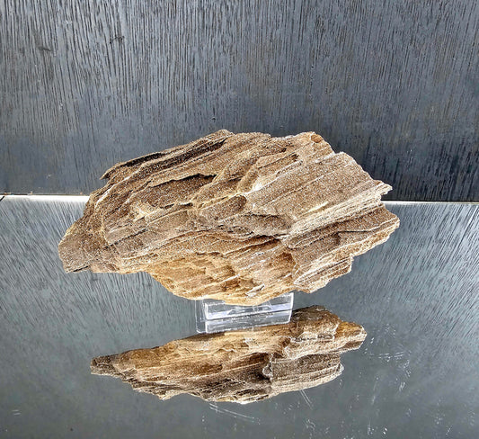 Fossil Wood Quartz Crystal Druze Rare Petrified Wood Germany (#19)
