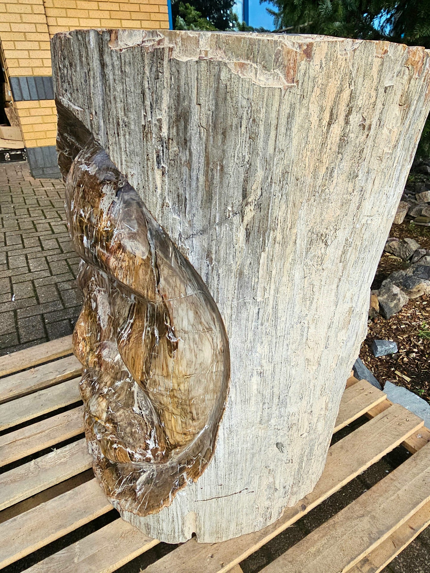big fossil wood carving