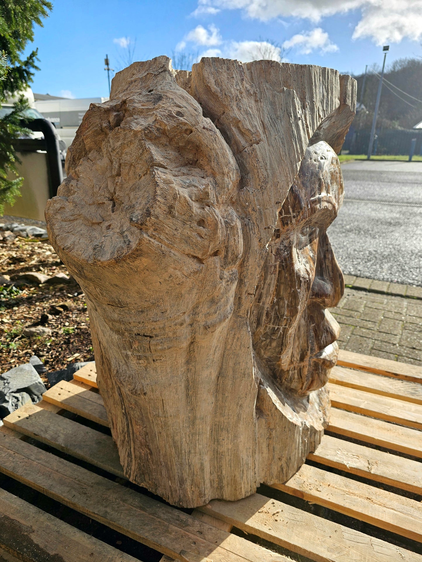 giant big extra large petrified fossil wood