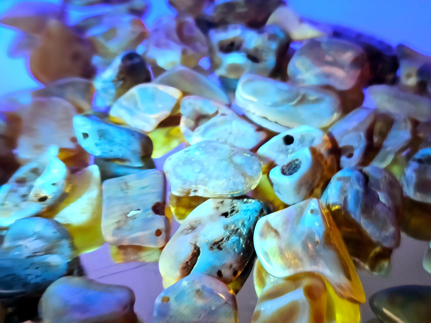 Polished natural baltic amber