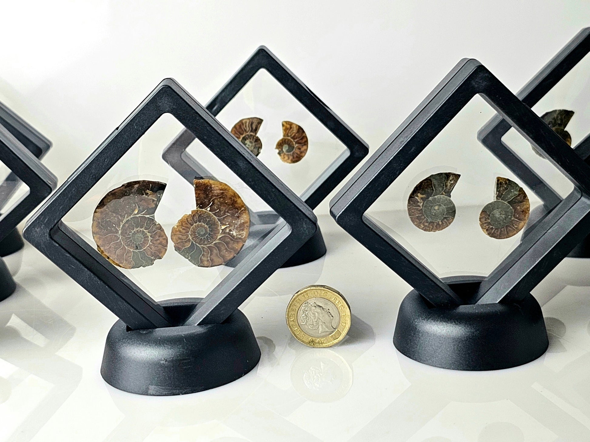 Genuine Ammonite fossils from ancient marine life, available in small sizes