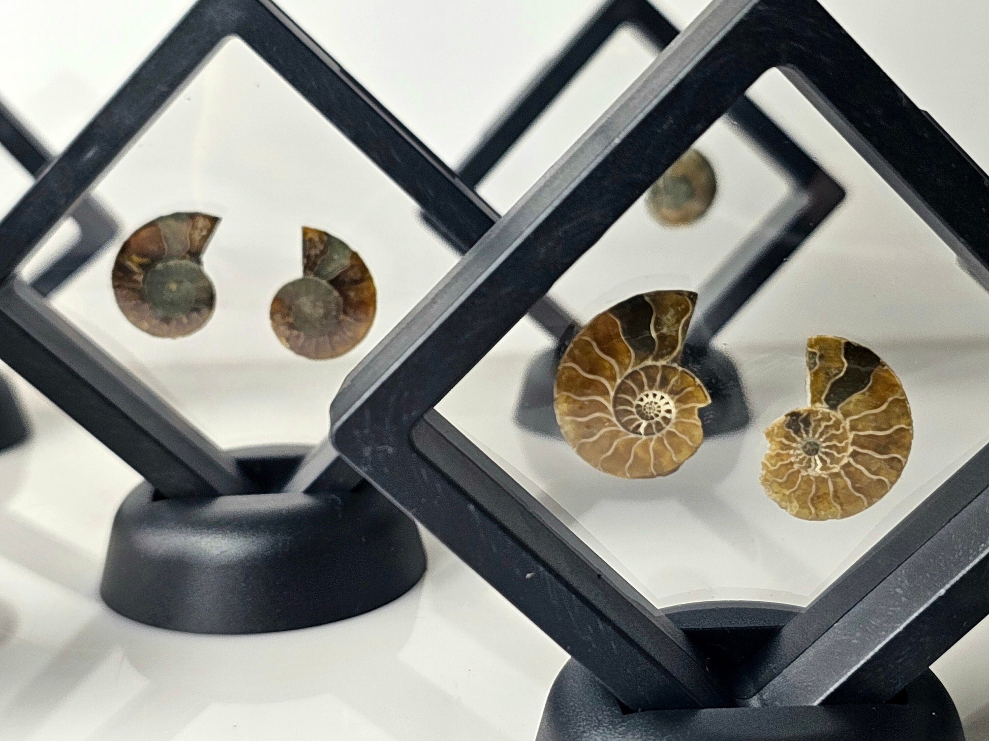Real Ammonite fossil pair, hand-cut and polished for display or collection