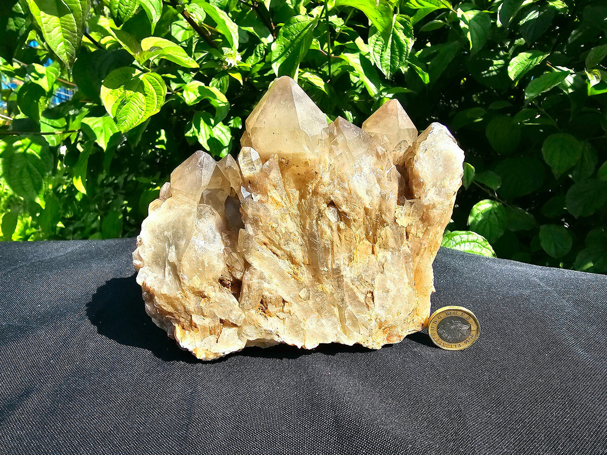 Paire D'écrous Maxicar 9,5 (clé 17) – Pour Herse Peugeot Paire D'écrous Maxicar 9,5 (clé 17) – Pour Herse Peugeot
