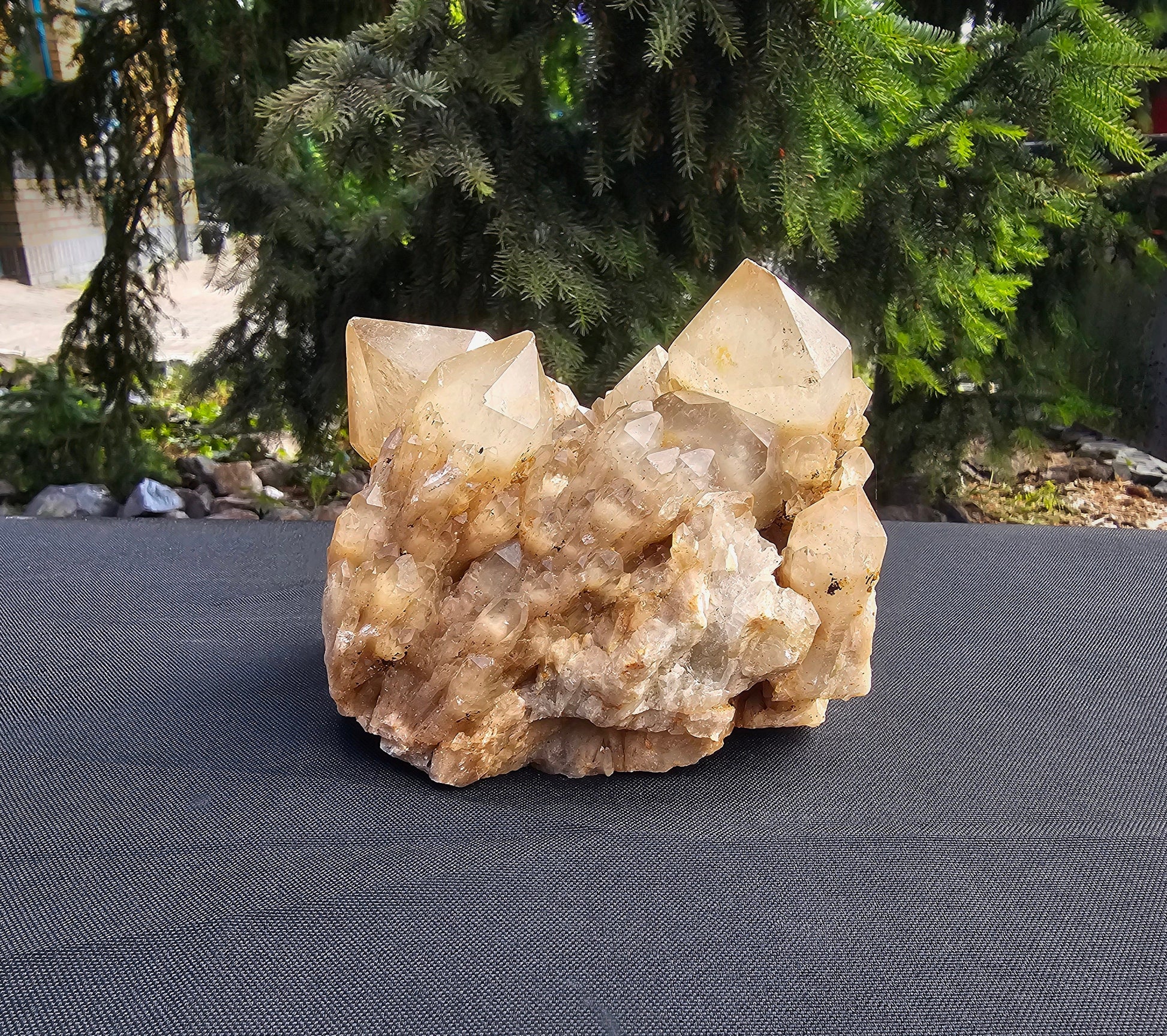 big natural citirne