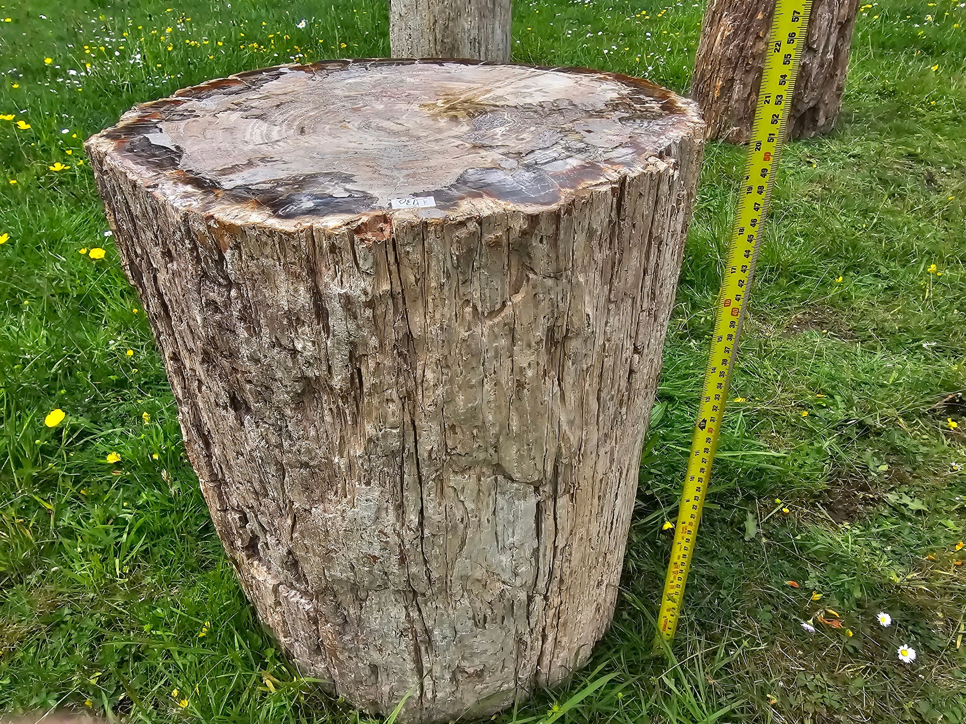 large fossil wood