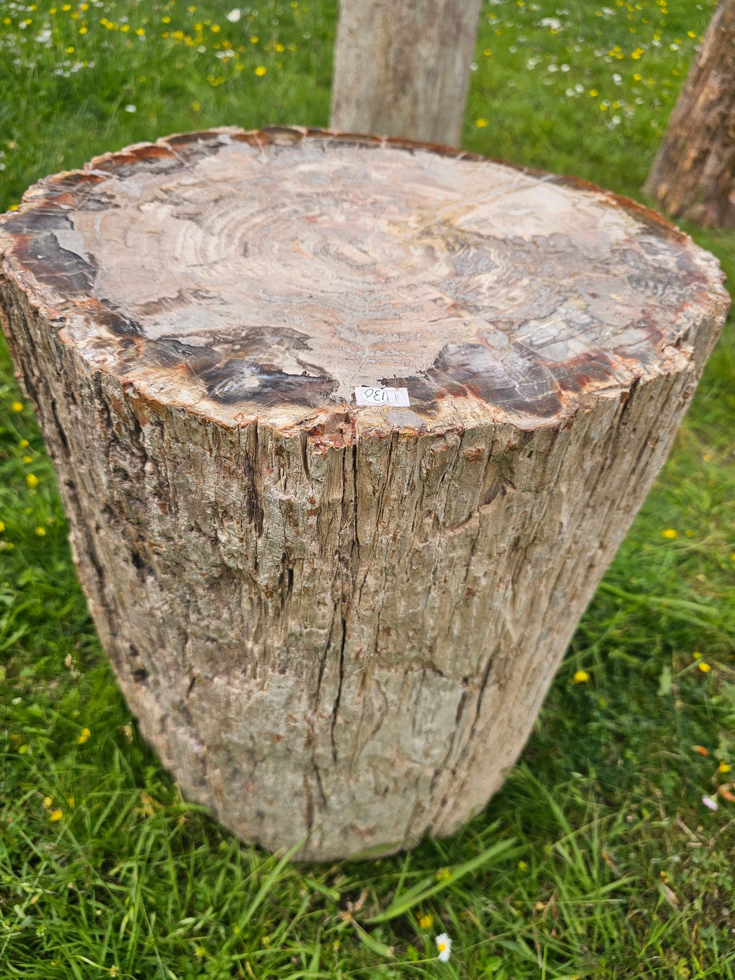 large petrified wood