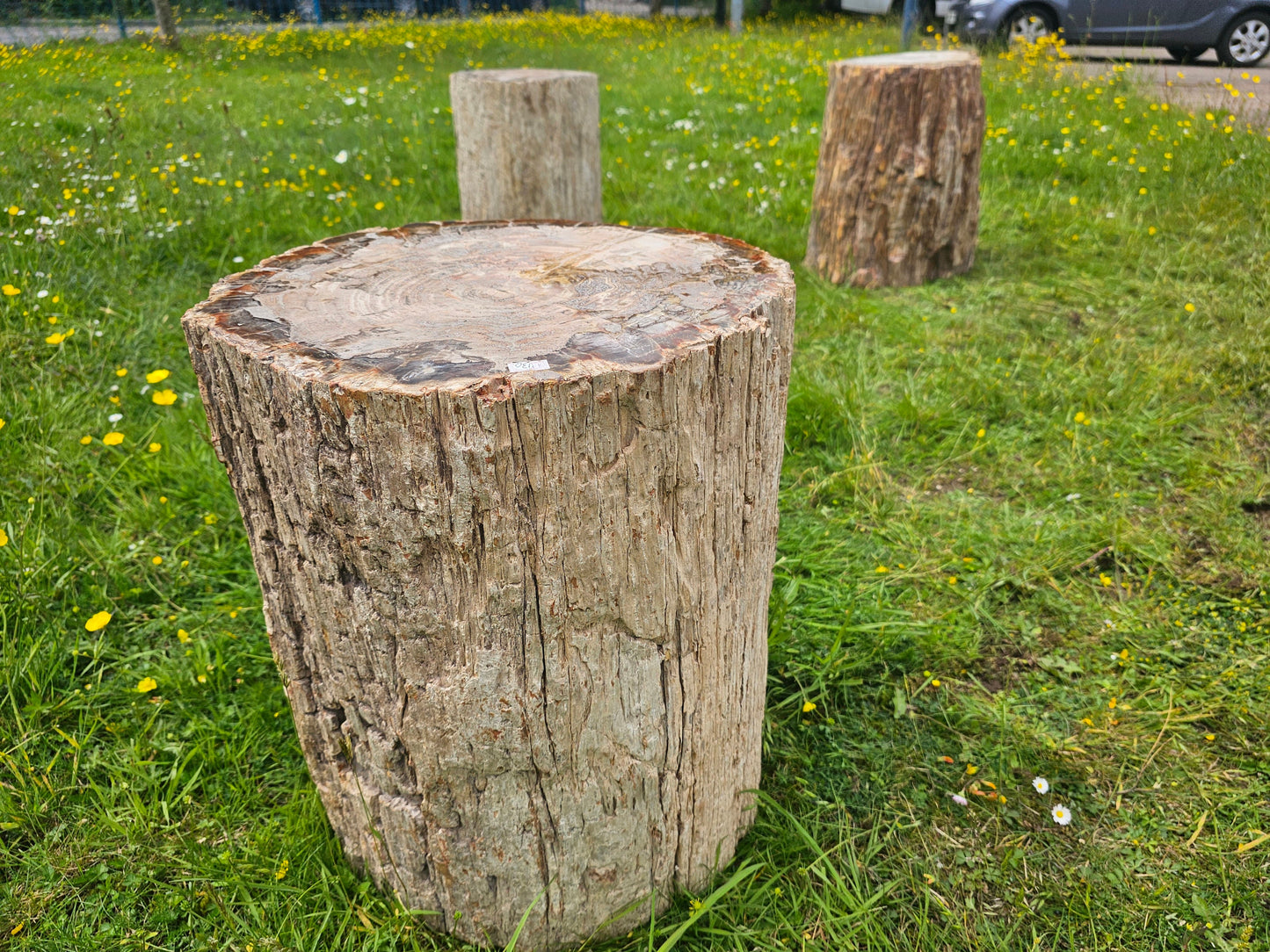 big fossil wood