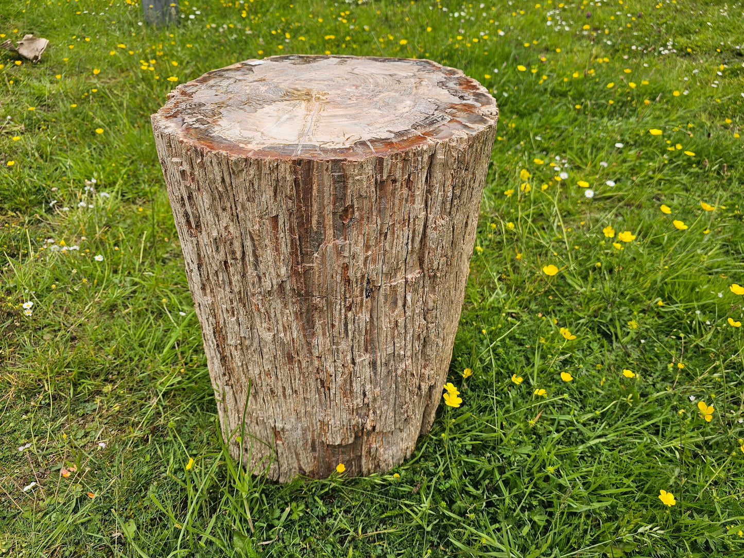huge fossil wood
