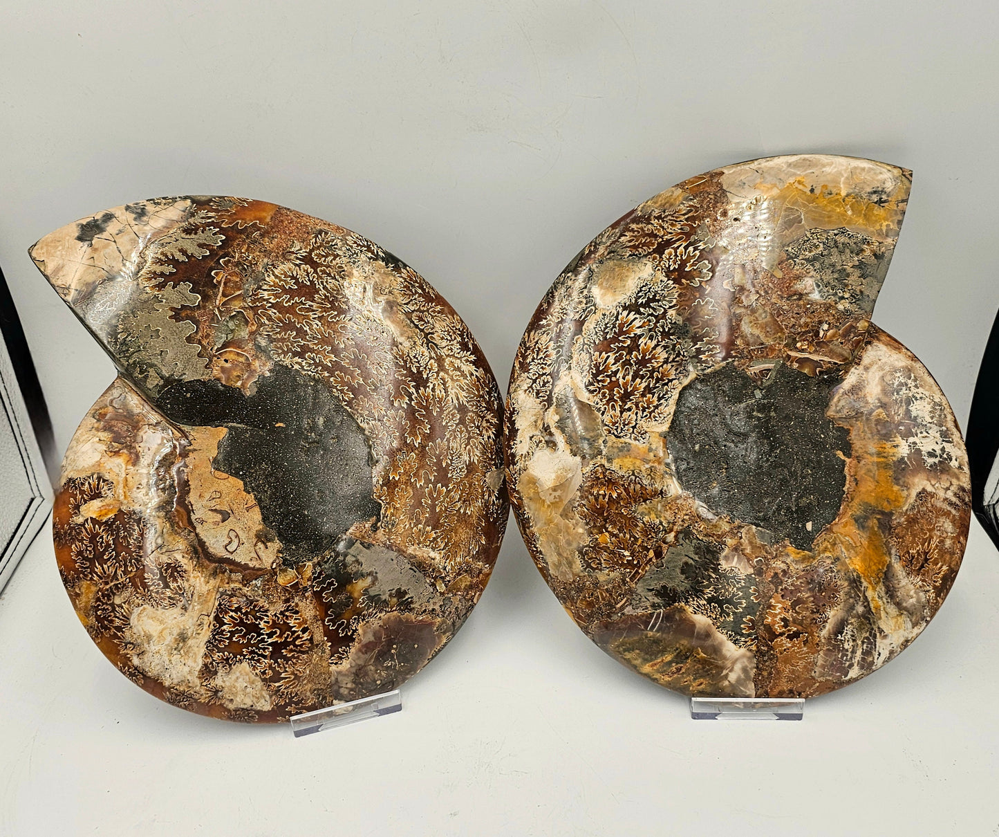 Extra Large Ammonite Fossil Pair 4.2KG