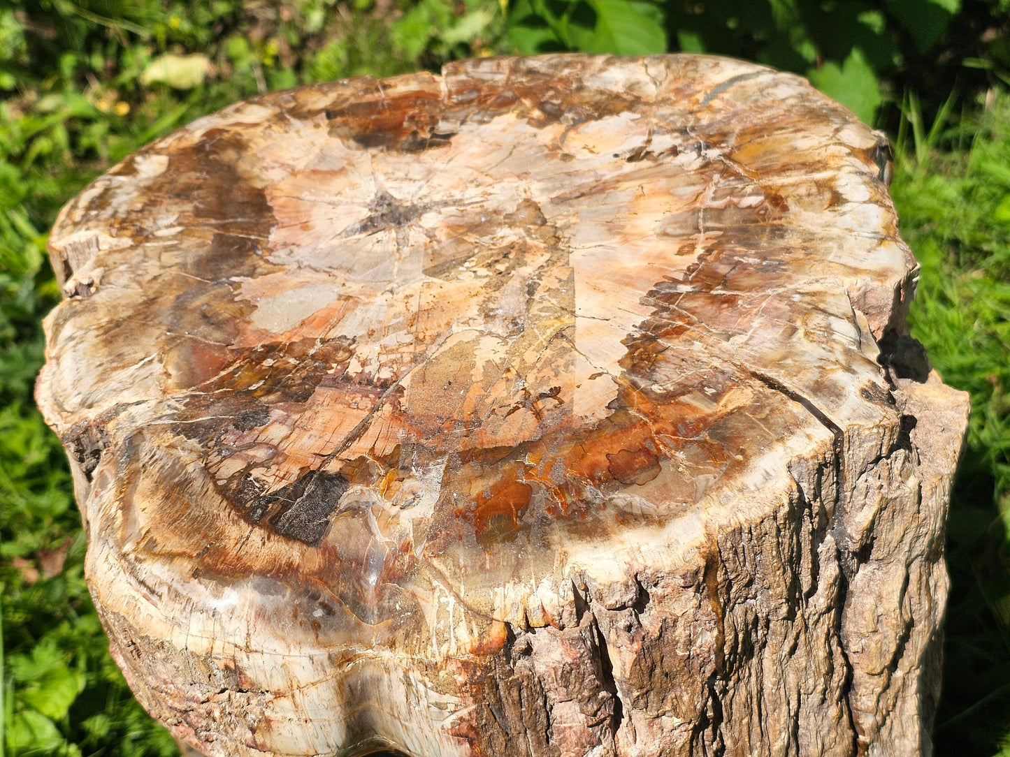 XL Large Petrified Fossil Wood Carving 62KG