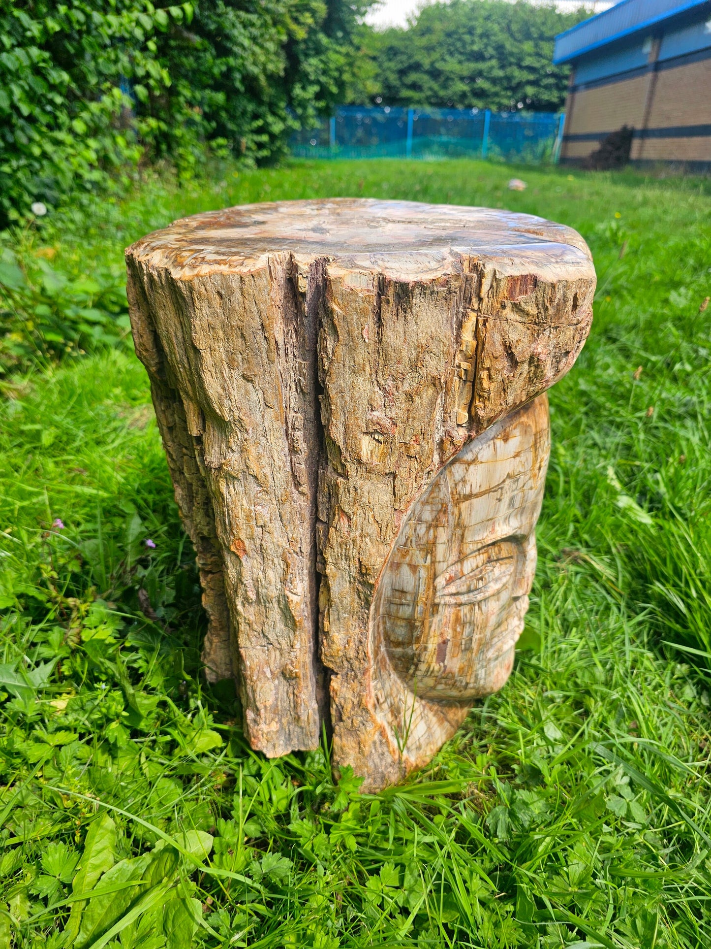 XL Large Petrified Fossil Wood Carving 62KG