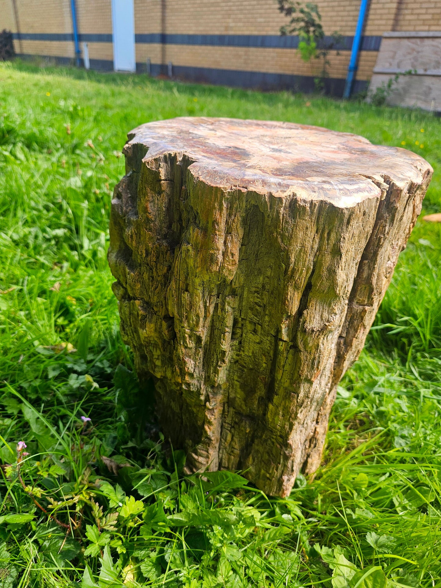 XL Large Petrified Fossil Wood Carving 62KG