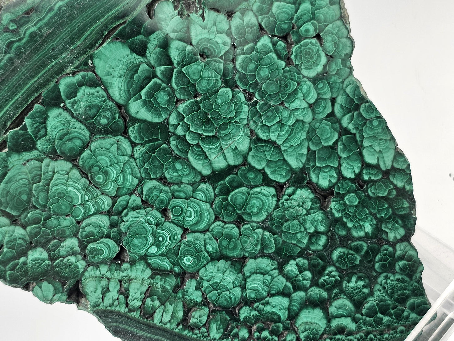Natural malachite slice, ideal for display with rich green layering.