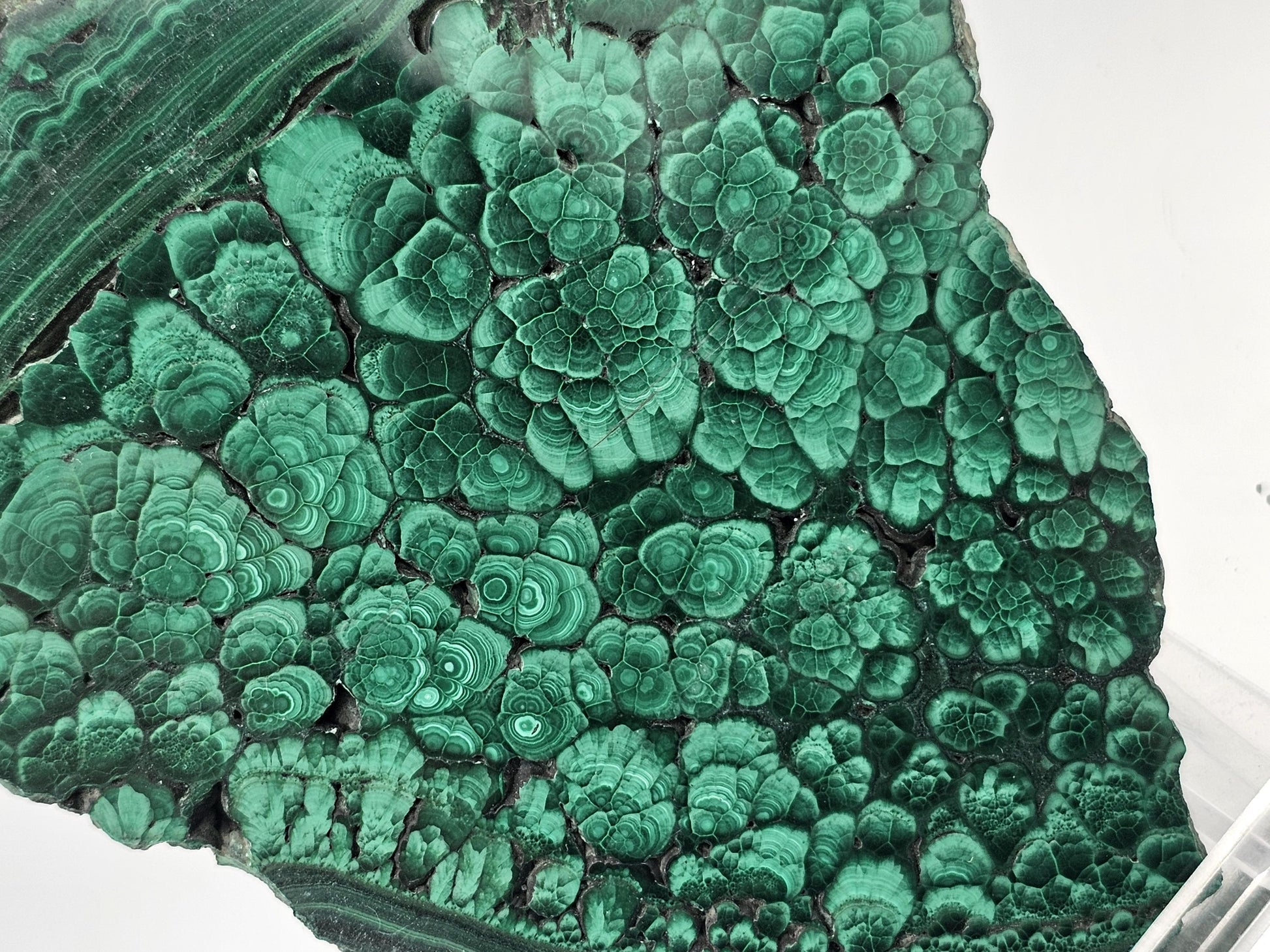 Natural malachite slice, ideal for display with rich green layering.
