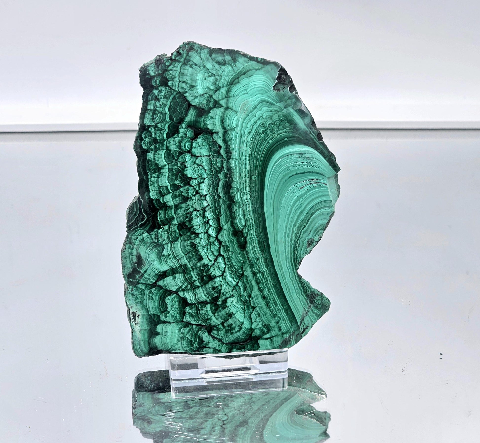 Vibrant malachite slice with rich green color and swirling banded patterns