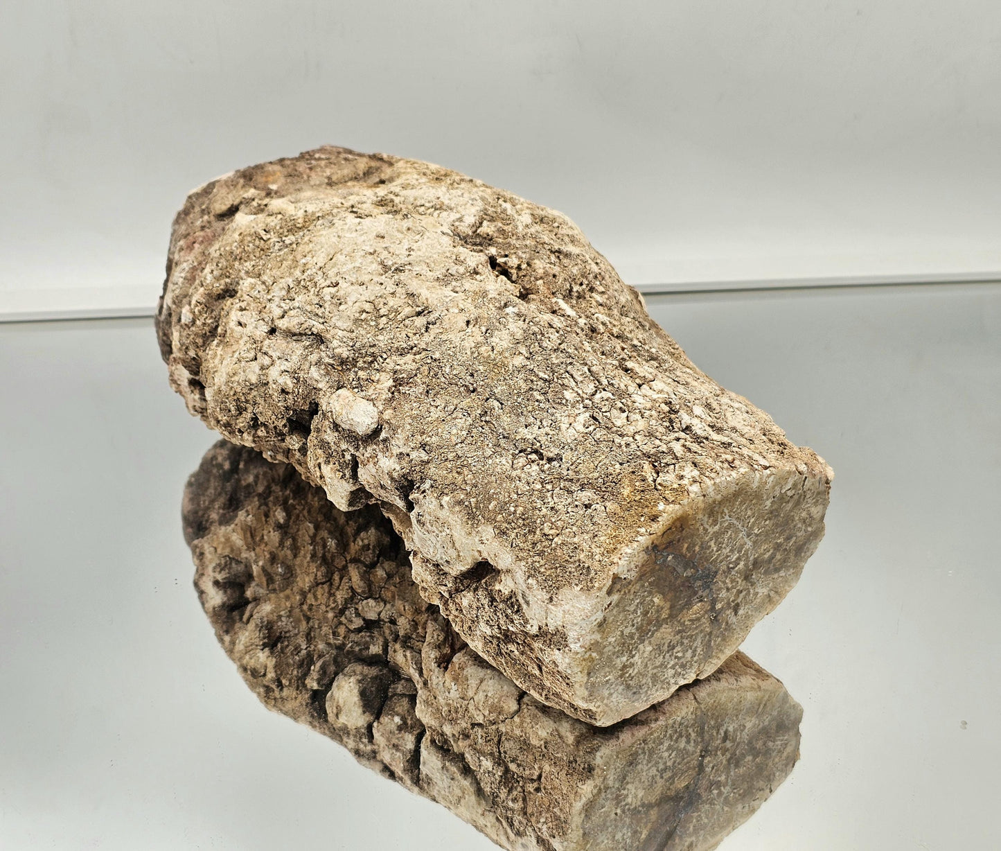 Large Fossil Wood Branch / Stump - Petrified (#8)