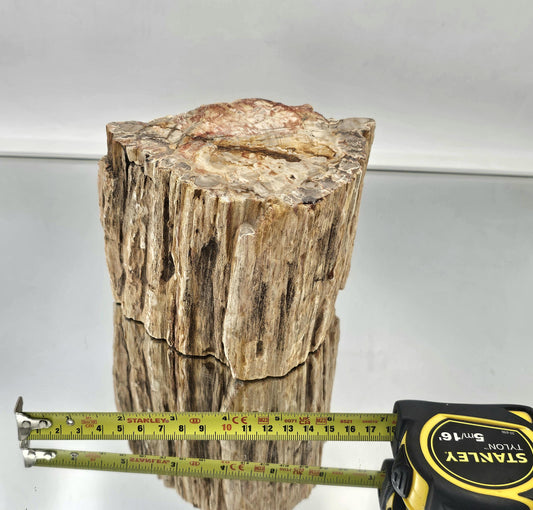 Large Fossil Wood Branch / Stump - Petrified (#7)