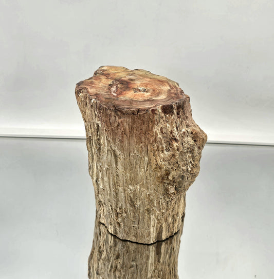 Large Fossil Wood Branch / Stump - Petrified (#6)