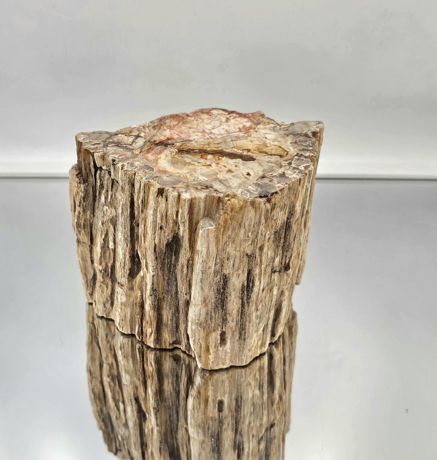 Large Fossil Wood Branch / Stump - Petrified (#7)