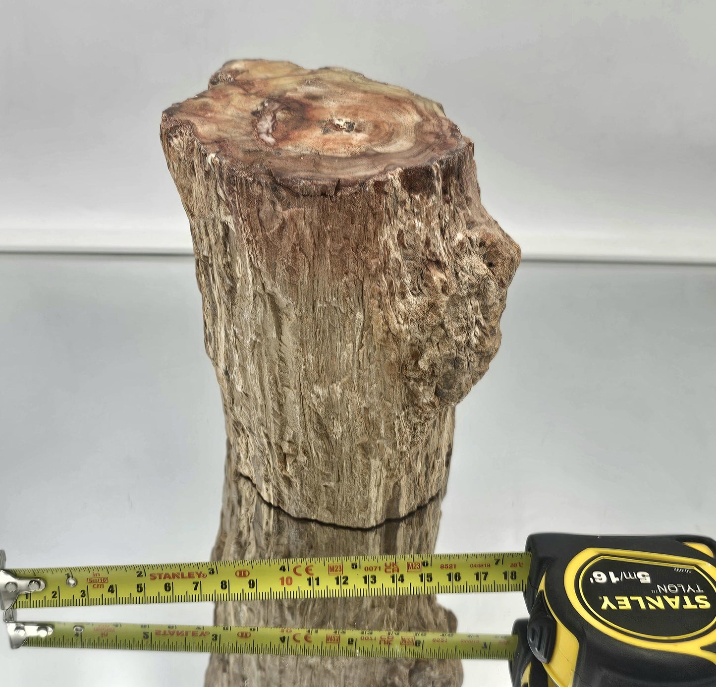 Large Fossil Wood Branch / Stump - Petrified (#6)