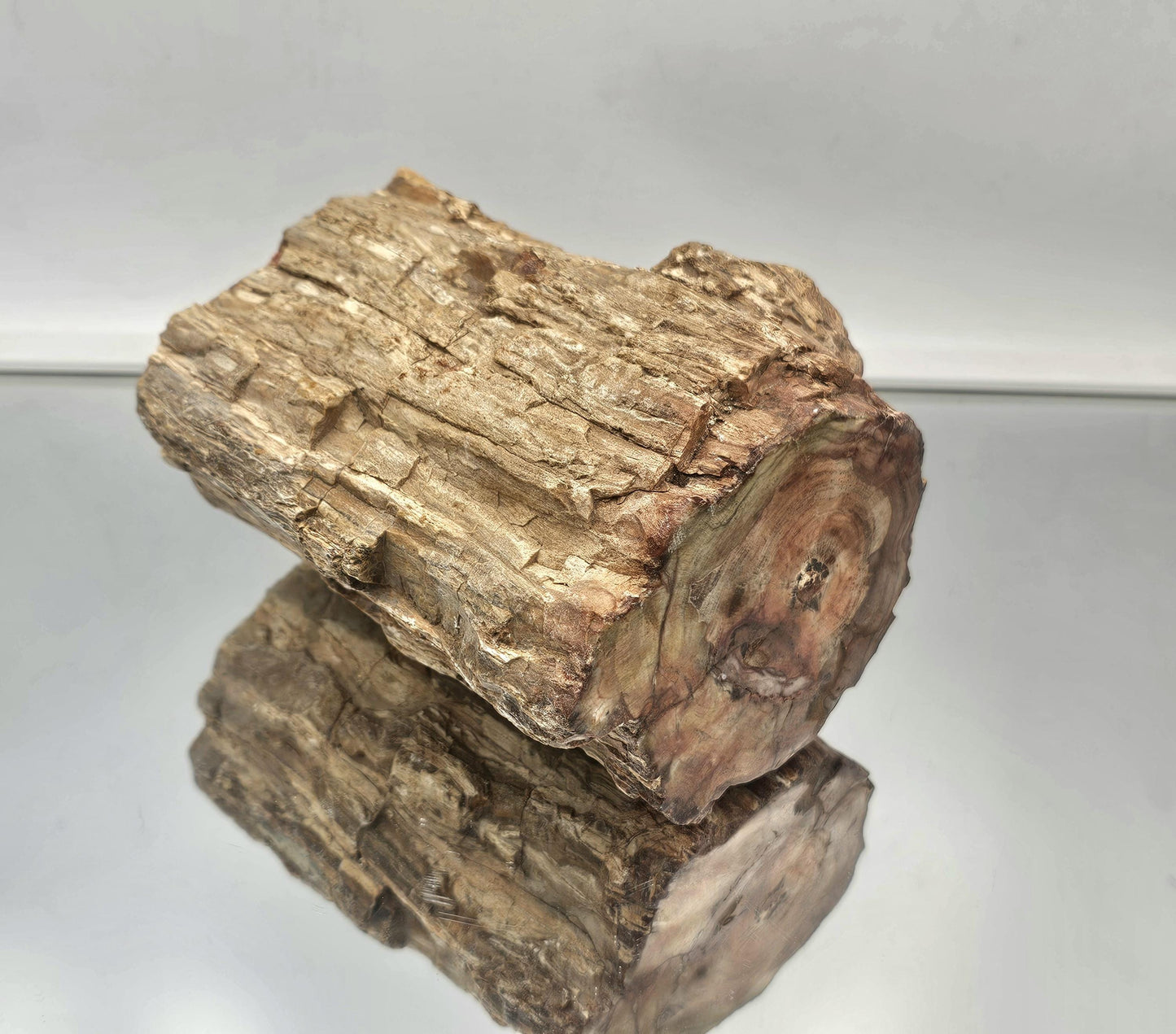 Large Fossil Wood Branch / Stump - Petrified (#6)